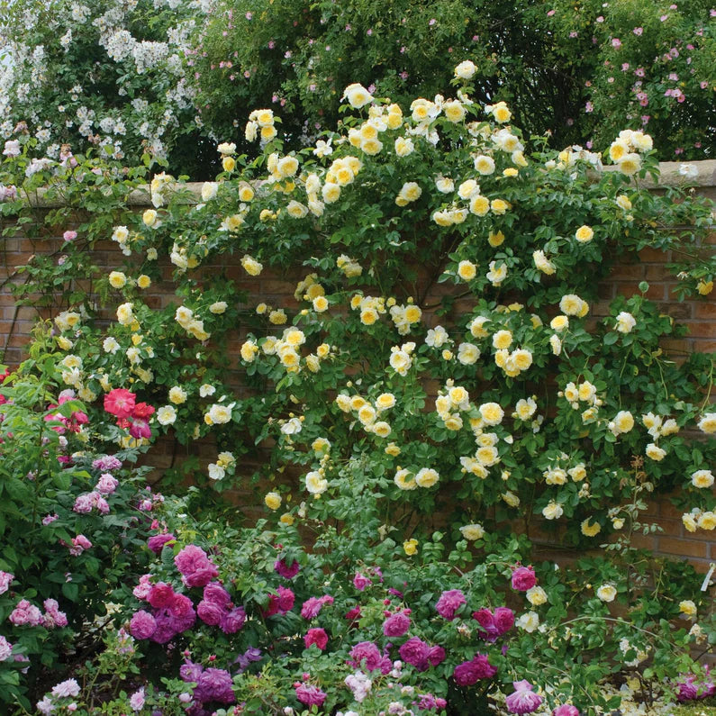 David Austin Rose 'The Pilgrim'