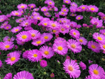 Aster 'Jenny'