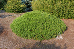 Mugo Pine 'Pesto '