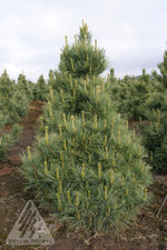 Pine 'Westerstede'