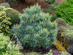 Pine 'Blue Ball'