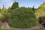 Mugo Pine TRUdwarf 'Palouse'