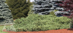 Pine 'Hillside Creeper'