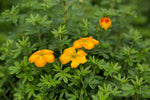 Potentilla 'Mandarin Tango'