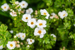 Potentilla 'Creme Brule'