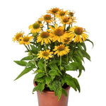 Echinacea Coneflower 'Prairie Blaze Golden Yellow'
