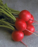 Cherriette Radish