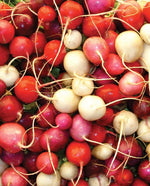 Easter Egg II Radish