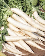 Minowase Summer Cross Radish - West Coast Seeds