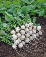 Pearl Radish