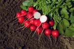 Rover Radish