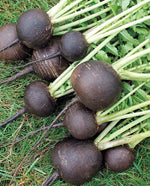 Black Spanish Round Radish