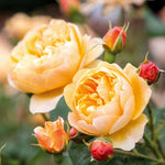David Austin Rose 'Roald Dahl'