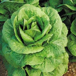 Lettuce 'Romaine'