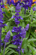 Salvia 'Mystical' Series