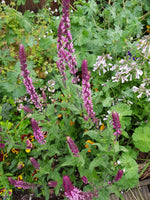 Salvia 'Pink Inspiration'