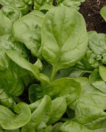 Olympia Spinach