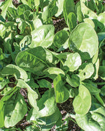 Yukon Spinach