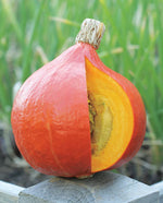 Uchiki Red Kuri Organic Squash