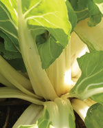 Fordhook Giant Swiss Chard