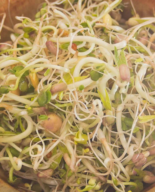 Salad Mix Organic Sprouts - West Coast Seeds