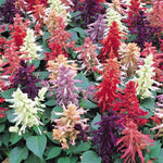 Salvia 'Vista' Series