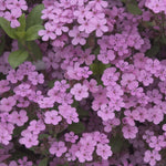 Rock Soapwort