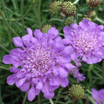 Scabiosa 'Butterfly Blue'