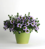 Scaevola 'Bondi' Series