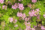 Geranium 'Citronella'