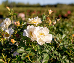 Oscar Peterson Rose