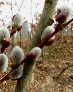 Willow 'Pussy Willow'