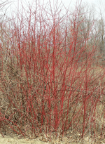 Dogwood 'Red Osier'