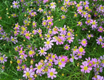 Coreopsis Tickseed 'American Dream'