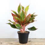 Aglaonema 'Assorted Chinese Evergreen'