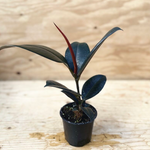 Ficus Burgundy