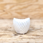 Scallop Shell