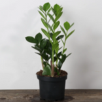 Green Zamioculcas Zamiifolia