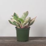 Ginny Pink Peperomia