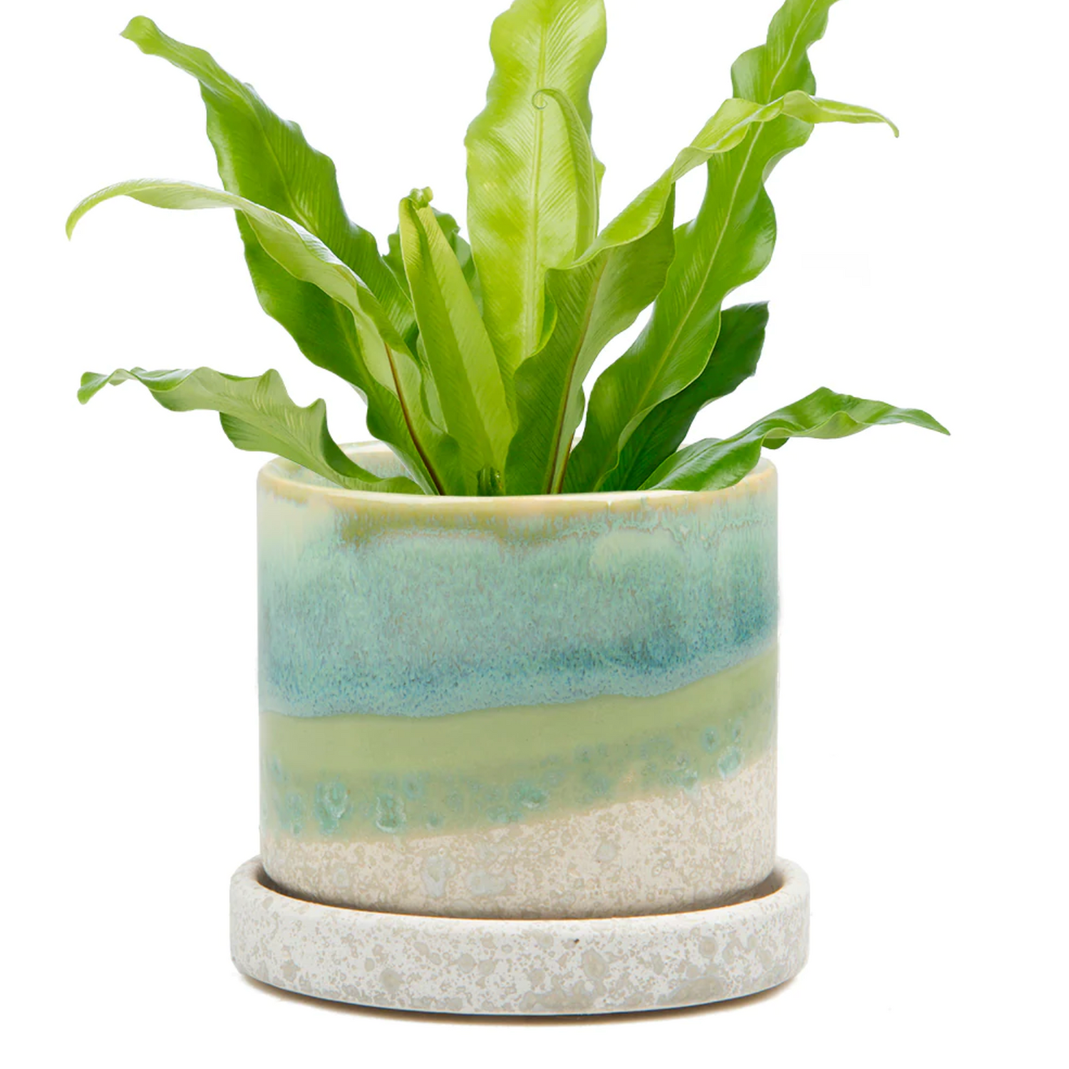 Minute Pot w/ Saucer