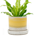 Minute Pot w/ Saucer