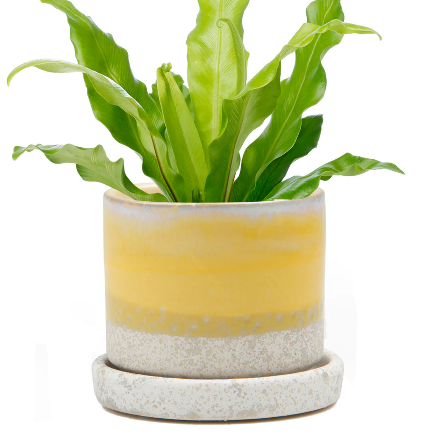 Minute Pot w/ Saucer