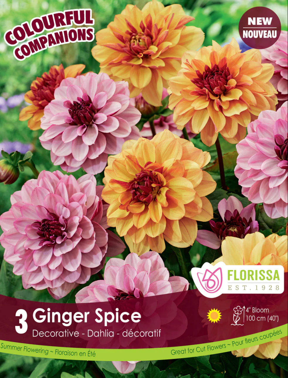 Ginger Spice Colourful Companion Dahlias