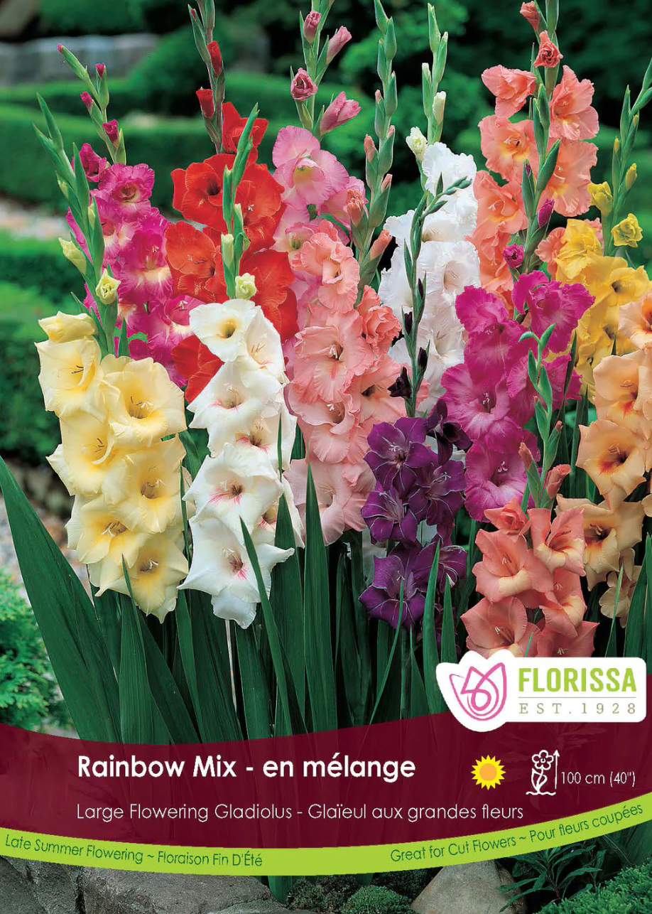 Rainbow Mix Gladiolus