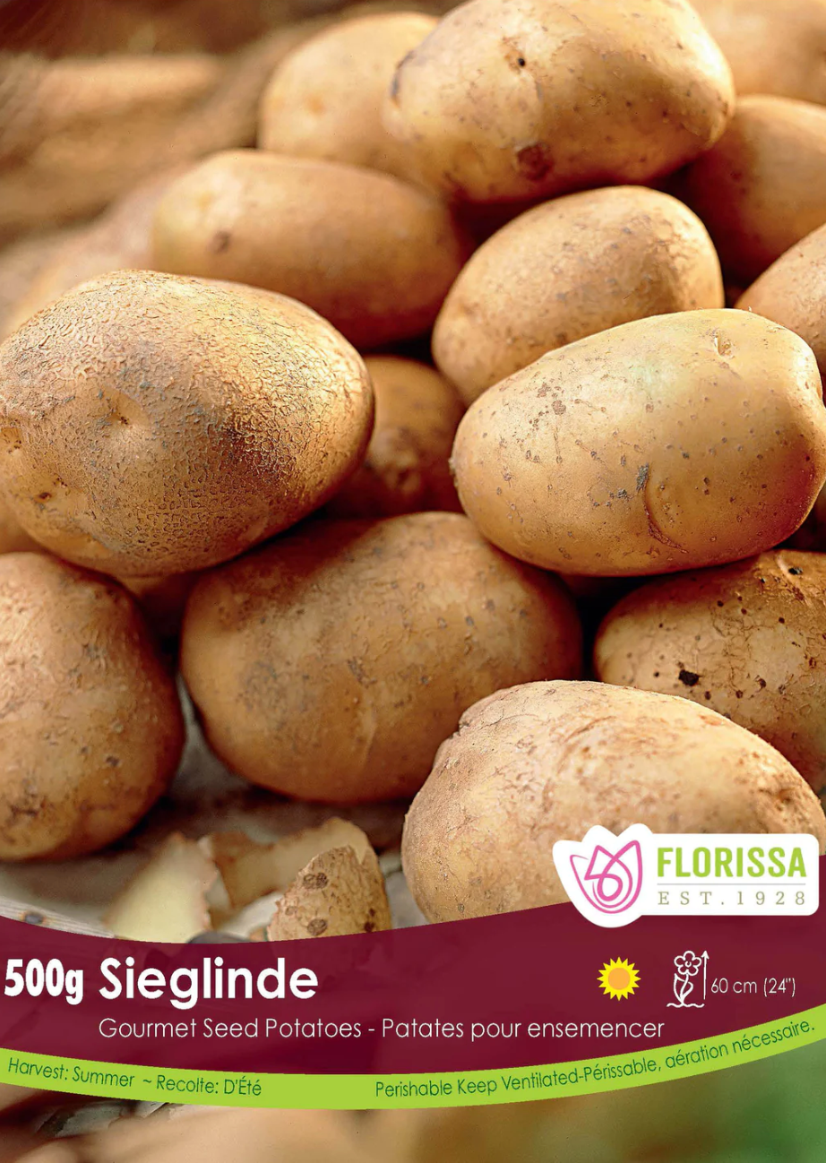 Sieglinde Seed Potato