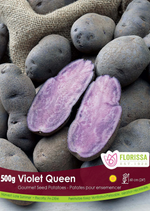 Violet Queen Seed Potato