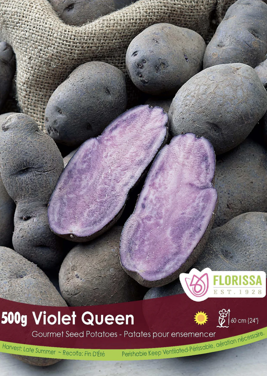 Violet Queen Seed Potato