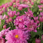 Chrysanthemum 'Dreamweaver'