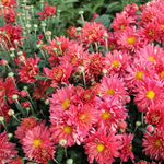 Chrysanthemum 'Stardust'