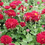 Chrysanthemum 'Firestorm'